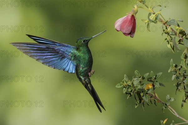 Great Saphirewing (Pterophanes cyanopterus) flying and feeding at a flower in the mountains of Colombia, South America