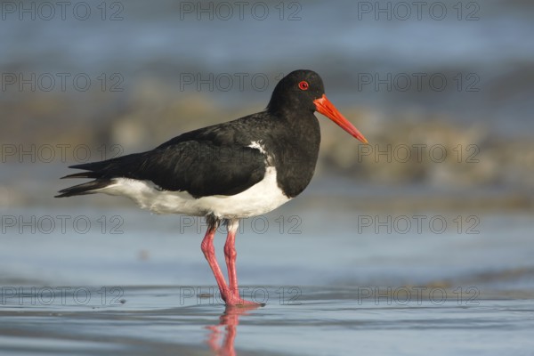 Pied Oystercatcher (Haematopus longirostris) foraging at shoreline, Victoria, Australia