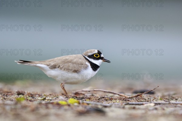 Little Ringed Plover (Charadrius dubius) male, North Rhine-Westphalia, Germany