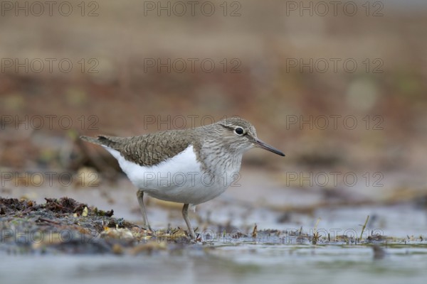Common Sandpiper (Actitis hypoleucos) foraging, North Rhine-Westphalia, Germany