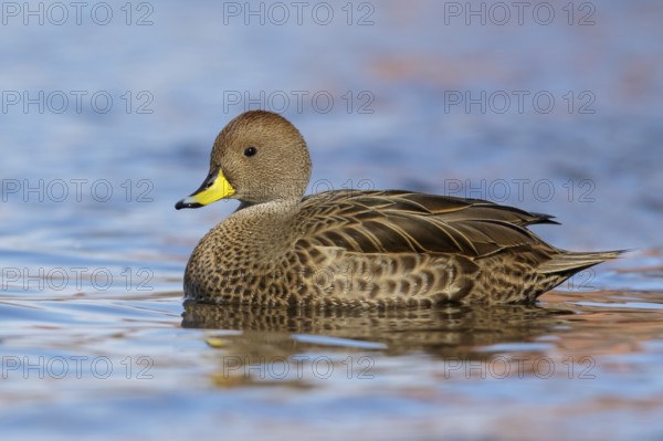 South Georgia Pintail (Anas georgica georgica) swimming in the ocean near South Georgia Island