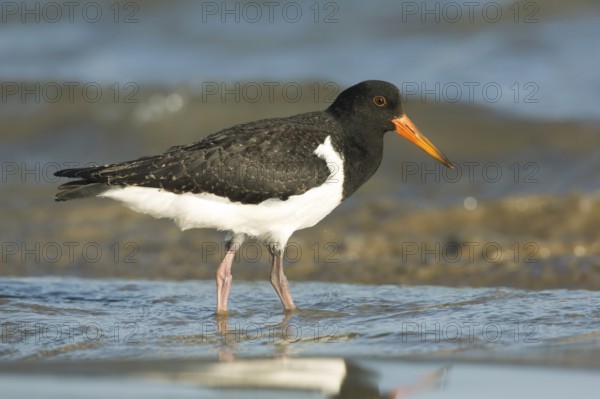 Pied Oystercatcher (Haematopus longirostris) juvenile foraging at shoreline, Victoria, Australia