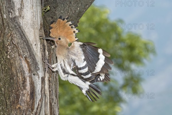 Eurasian Hoopoe (Upupa epops) at nest hole, Aosta Valley, Italy