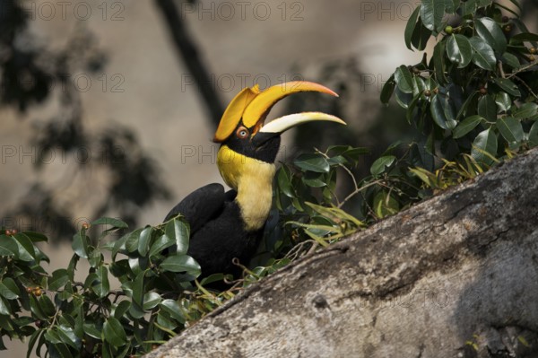 Great Hornbill (Buceros bicornis) female, Manas National Park, Bhutan