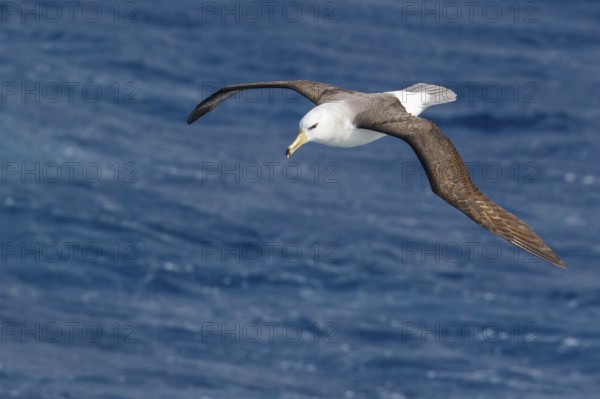 Black-browed Albatross (Thalassarche melanophris) flying over the ocean searching for food near South Georgia Island