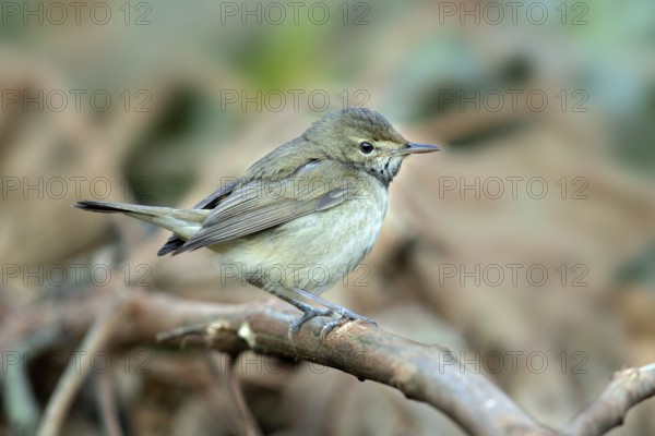 Tytler's Leaf Warbler (Phylloscopus tytleri) perched on a branch, Kerala, India