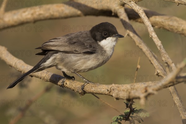Arabian Warbler (Sylvia leucomelaena) perched on a branch, Oman