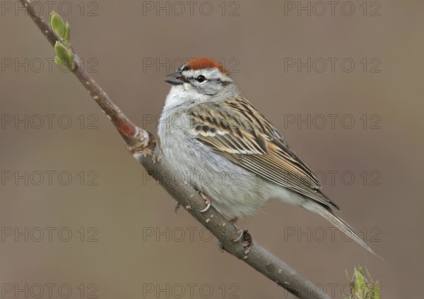 Chipping Sparrow (Spizella passerina), Saskatchewan, Canada