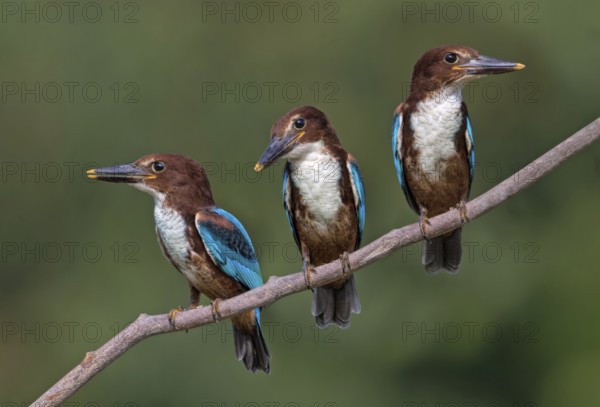 White-throated Kingfisher (Halcyon smyrnensis) juveniles perched on a branch, Penang, Malaysia