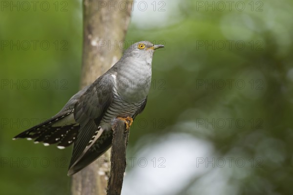 Common Cuckoo (Cuculus canorus) male perched on a branch, Tuscany, Italy