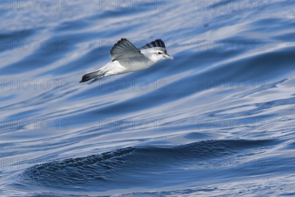 Fairy Prion (Pachyptila turtur) flying, Victoria, Australia