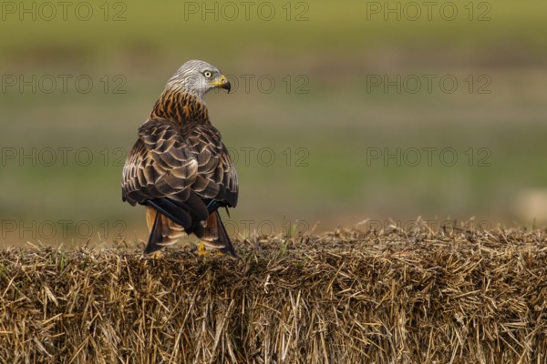 Red Kite (Milvus milvus), perched on a bale, Castile and Leon, Spain