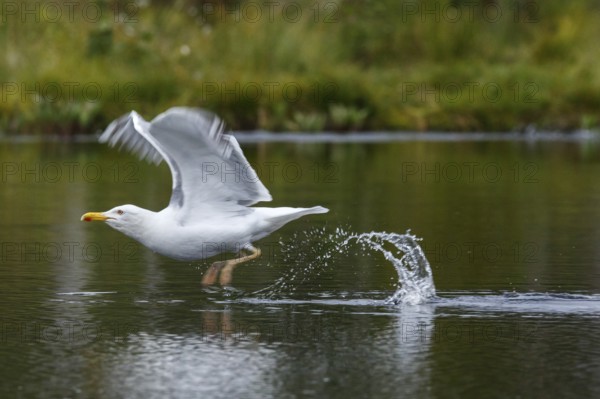 European Herring Gull (Larus argentatus), on lake, Kainuu, Finland