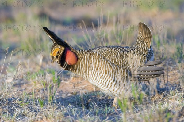 Lesser Prairie-Chicken Tympanuchus pallidicinctus Milnesand, New Mexico, United States 11 May Adult Male displaying Phasianidae
