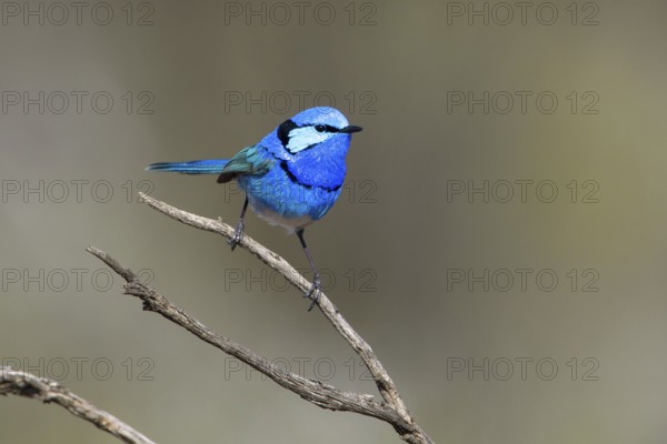 Splendid Fairywren (Malurus splendens callainus) male, Victoria, Australia