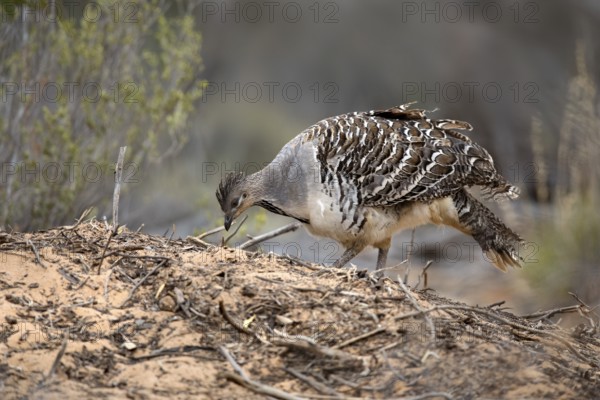 Malleefowl (Leipoa ocellata), Victoria, Australia