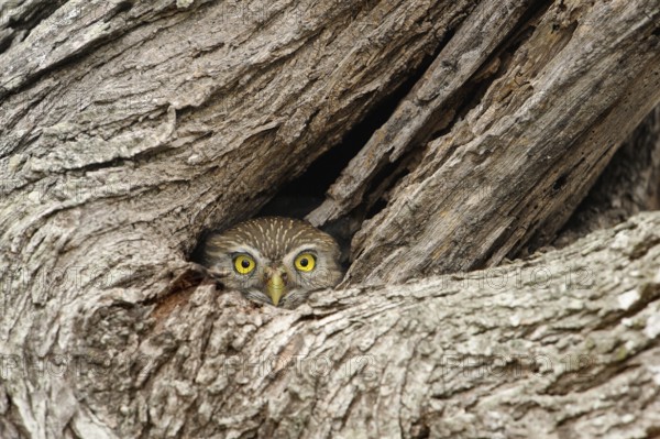 Ferruginous Pygmy Owl (Glaucidium brasilianum), Texas, USA