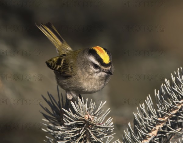 A male Golden-crowned Kinglet, Regulus satrapa, perched on a branch in Saskatoon, Saskatchewan, Canada