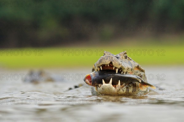 Wildlife Brazil. Caiman, Yacare Caiman, crocodile with fish in mouth with evening sun, in the river, Pantanal, Brazil. Wildlife scene from nature. Head of crocodile in dark water Rio Negro