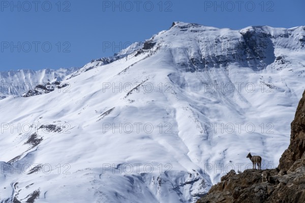 Blue sheep (Pseudois nayaur), on a cliff, in front of a snow-covered mountain, Himalayas, Spitital, Kaza, Himachal Pradesh, India
