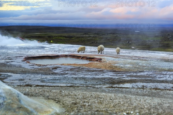 Free-range sheep on sinter terraces, sulphur vapour, Hveravellir geothermal area, Icelandic highlands, Suðurland, Sudurland, Iceland