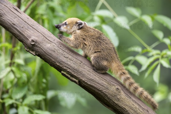 South American coati (Nasua nasua) youngster klimbing a little tree, captive, Zoo Augsburg