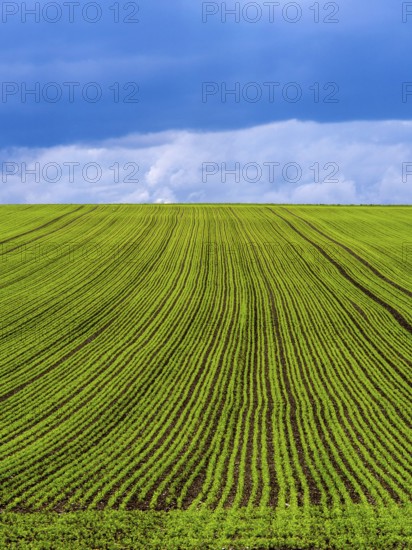 Expansive rows of lush alfalfa stretch across rolling hills in Auvergne Rhone Alpes. The field thrives under a vibrant sky, showcasing the richness of rural French agriculture. Puy de Dome. Auvergne Rhone Alpes. France