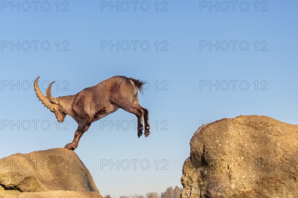 A male ibex (Capra ibex) leaps from rock to rock in the warm evening light. A blue sky can be seen in the background. Carinthia, Austria