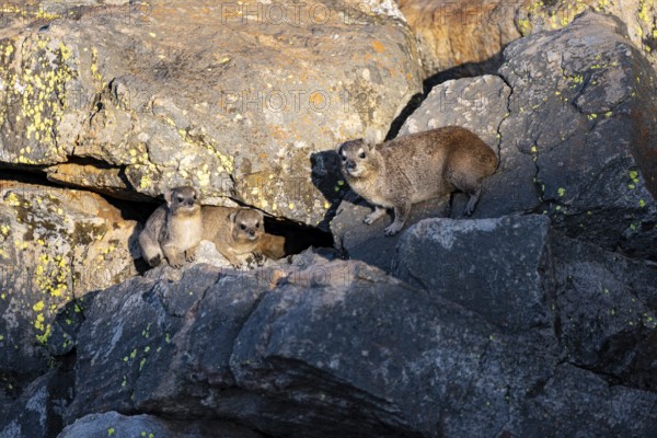 Rock hyrax (Procavia capensis), group on rocks in the evening light, Mpumalanga, South Africa