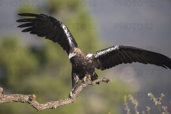 Iberian Eagle (Aquila adalberti), Spanish imperial eagle, Extremadura, Castilla La Mancha, Spain