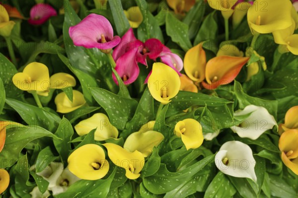 Various colours of calla forming a bright and vibrant sea of flowers, Keukenhof, Lisse, province of South Holland, Netherlands