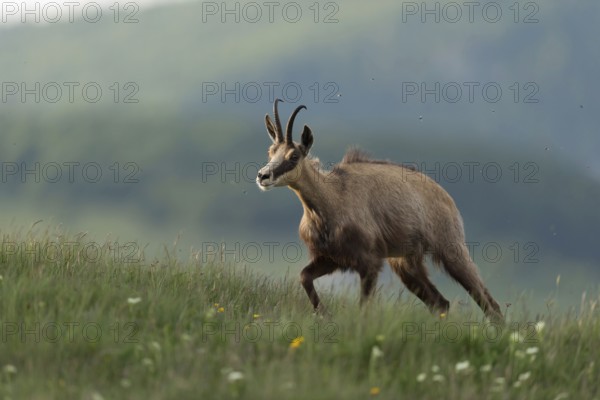 Ascent to lush mountain meadows... Chamois (Rupicapra rupicapra) ascends the mountain in the early morning to graze, followed by many annoying flies, early summer in the mountains, native nature, Vosges, France, Western Europe