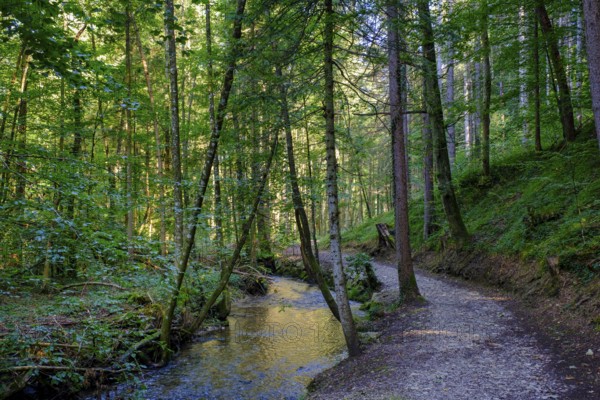 Einbach, on the hiking trail to the Dachshöhlen caves, Wackersberg, Tölzer Land, Upper Bavaria, Bavaria, Germany