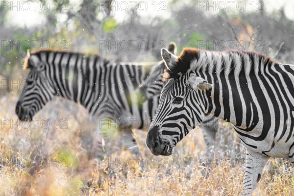 Plains zebra (Equus quagga), adult, in tall grass, Kruger National Park, South Africa