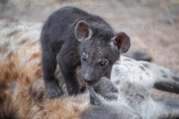 Spotted hyena (Crocuta crocuta), young animal nibbling on the mother's ear, Kruger National Park, South Africa