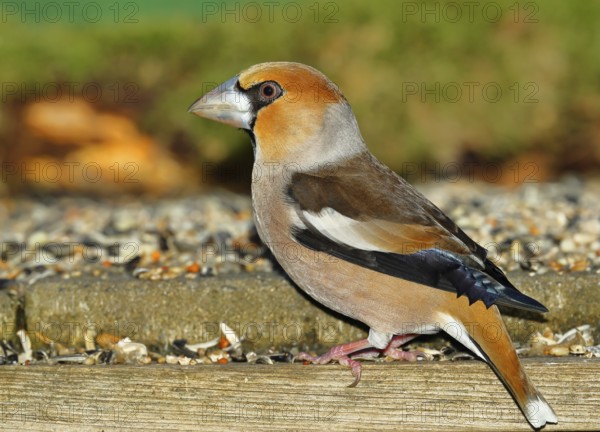 Hawfinch (Coccothraustes coccothraustes), male at a feeder in the garden, North Rhine-Westphalia, Germany