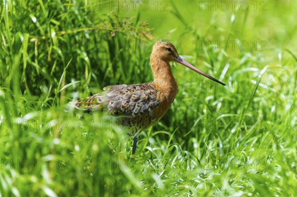 A bird with a long beak stands in a green meadow, black-tailed godwit (Limosa limosa), France