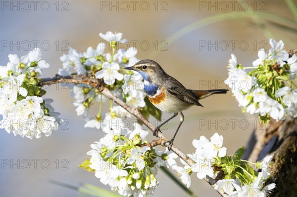 Bluethroat (Luscinia svecica cyanecula) ml Germany