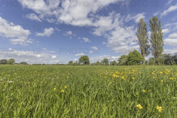 A grassy field with lots of flowers and trees in the background. The sky is cloudy. Lower Rhine, Alsace, France