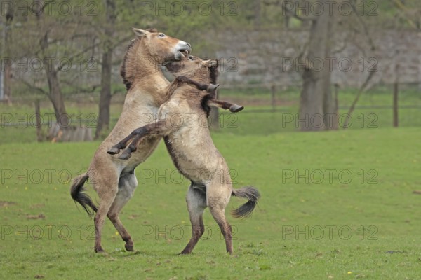 Przewalski's horse (Equus ferus przewalskii), playing in the meadow, rising, Tachi, Captive