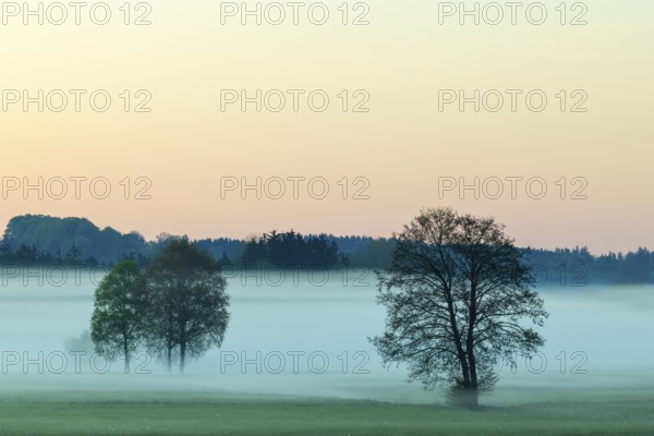 Early morning fog over the moor, birch (Betula), birch family (Betulaceae), fog, Pfrungen, Pfrunger-Burgweiler Ried, Baden-Wuerttemberg, Germany