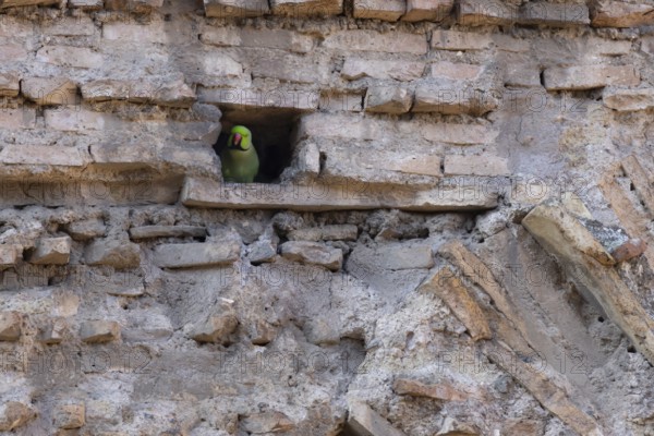 Ring-necked parakeet (Psittacula krameri) adult bird looking out of a hole in an ancient wall in the city, Rome, Italy