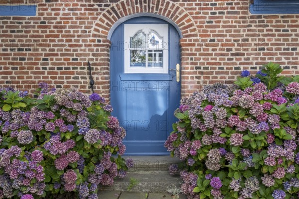 Blue wooden door with patterned glass, surrounded by flowering hydrangeas, Föhr, North Frisia, Schleswig-Holstein, Germany