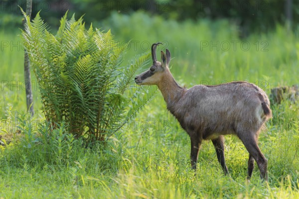 An adult chamois (Rupicapra rupicapra) stands in the tall grass of a green meadow on a sunny day.. Tyrol, Austria