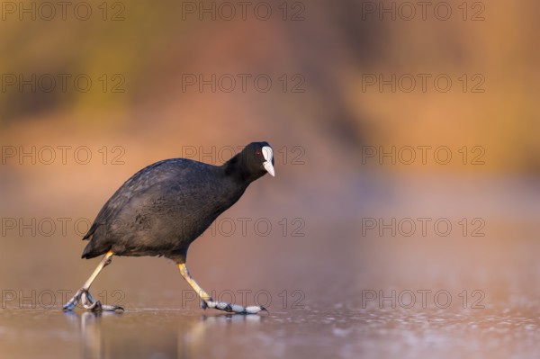 Eurasian Coot (Fulica atra) walking on frozen water, Rhineland-Palatinate, Germany