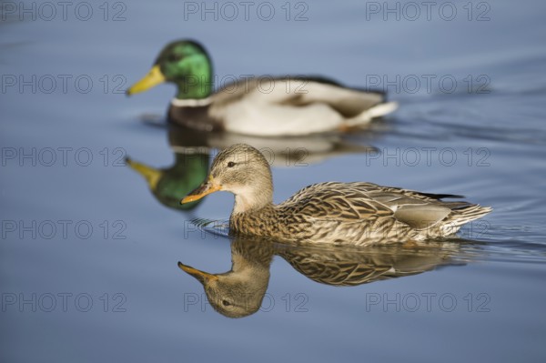 Mallard (Anas platyrhynchos), Lower Saxony, Germany