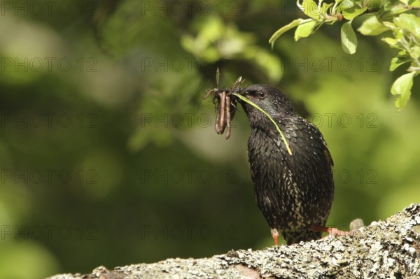 Common Starling (Sturnus vulgaris), with feed in beak, Lower Saxony, Germany