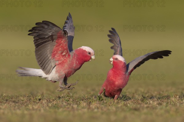 Galah (Eolophus roseicapilla), Victoria, Australia