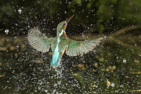 Common Kingfisher (Alcedo atthis) female fishing, Lower Saxony, Germany