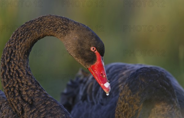 Black Swan (Cygnus atratus), Victoria, Australia